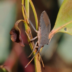 Amorbus (genus) (Eucalyptus Tip bug) at O'Connor, ACT - 12 Mar 2023 by ConBoekel