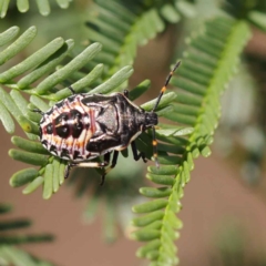 Oechalia schellenbergii (Spined Predatory Shield Bug) at Dryandra St Woodland - 12 Mar 2023 by ConBoekel