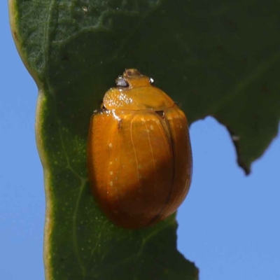 Paropsisterna cloelia (Eucalyptus variegated beetle) at O'Connor, ACT - 12 Mar 2023 by ConBoekel