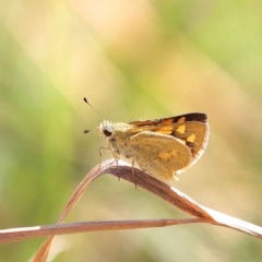 Ocybadistes walkeri (Green Grass-dart) at Dryandra St Woodland - 12 Mar 2023 by ConBoekel