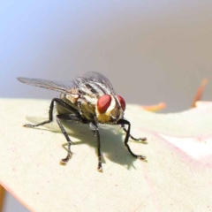 Sarcophagidae sp. (family) (Unidentified flesh fly) at Dryandra St Woodland - 12 Mar 2023 by ConBoekel