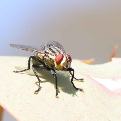 Sarcophagidae sp. (family) (Unidentified flesh fly) at O'Connor, ACT - 12 Mar 2023 by ConBoekel