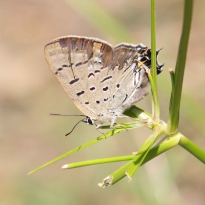 Jalmenus ictinus (Stencilled Hairstreak) at Dryandra St Woodland - 12 Mar 2023 by ConBoekel