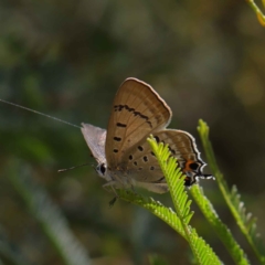 Jalmenus ictinus (Stencilled Hairstreak) at O'Connor, ACT - 11 Mar 2023 by ConBoekel