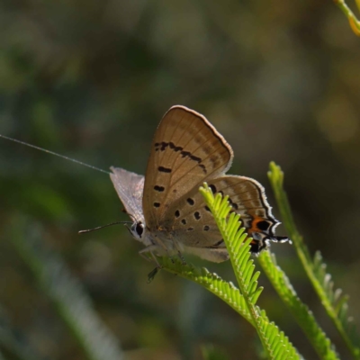 Jalmenus ictinus (Stencilled Hairstreak) at O'Connor, ACT - 12 Mar 2023 by ConBoekel