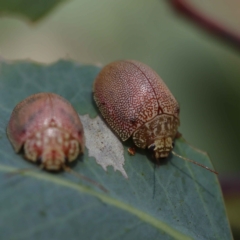 Paropsis atomaria (Eucalyptus leaf beetle) at Dryandra St Woodland - 12 Mar 2023 by ConBoekel