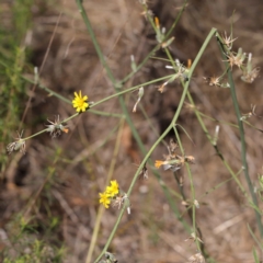 Chondrilla juncea (Skeleton Weed) at O'Connor, ACT - 12 Mar 2023 by ConBoekel