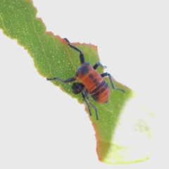 Eurymelinae (subfamily) (Unidentified eurymeline leafhopper) at O'Connor, ACT - 12 Mar 2023 by ConBoekel