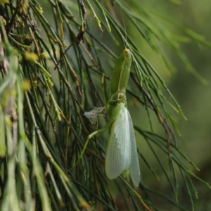 Orthodera ministralis at O'Connor, ACT - 12 Mar 2023