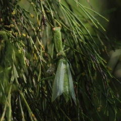 Orthodera ministralis at O'Connor, ACT - 12 Mar 2023