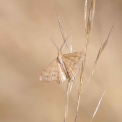 Scopula rubraria (Reddish Wave, Plantain Moth) at O'Connor, ACT - 12 Mar 2023 by ConBoekel