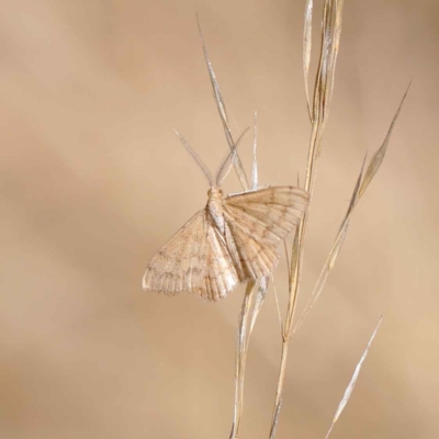 Scopula rubraria (Reddish Wave, Plantain Moth) at O'Connor, ACT - 11 Mar 2023 by ConBoekel