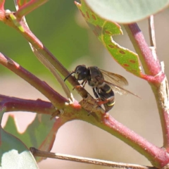 Cerceris sp. (genus) (Unidentified Cerceris wasp) at Dryandra St Woodland - 12 Mar 2023 by ConBoekel