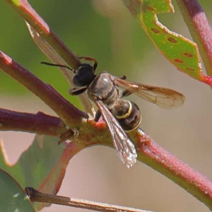 Cerceris sp. (genus) at O'Connor, ACT - 12 Mar 2023