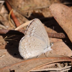 Zizina otis (Common Grass-Blue) at Dryandra St Woodland - 11 Mar 2023 by ConBoekel