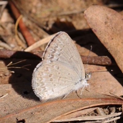 Zizina otis (Common Grass-Blue) at O'Connor, ACT - 11 Mar 2023 by ConBoekel