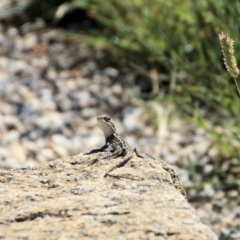 Amphibolurus muricatus (Jacky Lizard) at Urila, NSW - 24 Jan 2023 by Milobear