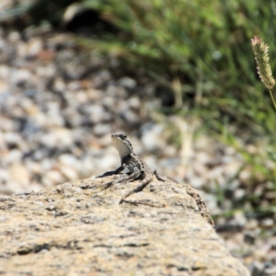 Amphibolurus muricatus at Urila, NSW - 23 Jan 2023 by Milobear