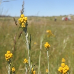 Chrysocephalum apiculatum (Common Everlasting) at Jarramlee-West MacGregor Grasslands - 25 Nov 2022 by michaelb