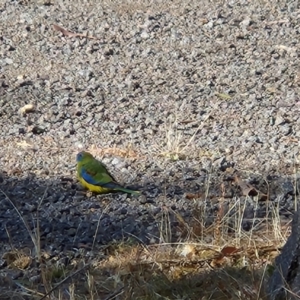 Neophema pulchella at Rendezvous Creek, ACT - suppressed