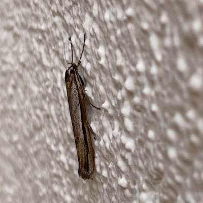 Philobota (genus) (Unidentified Philobota genus moths) at Braddon, ACT - 26 May 2023 by Hejor1