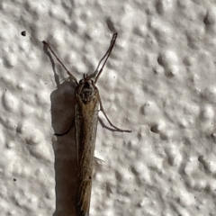 Philobota (genus) at Braddon, ACT - 26 May 2023