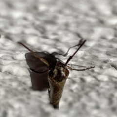 Philobota (genus) at Braddon, ACT - 26 May 2023 02:21 PM