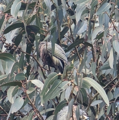 Callocephalon fimbriatum (Gang-gang Cockatoo) at Majura Primary School, Watson - 26 May 2023 by AniseStar