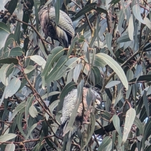 Callocephalon fimbriatum at Watson, ACT - 26 May 2023