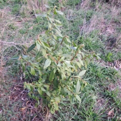 Phytolacca octandra (Inkweed) at Watson Woodlands - 26 May 2023 by abread111