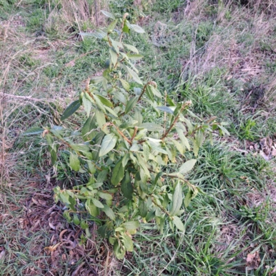 Phytolacca octandra (Inkweed) at Watson, ACT - 26 May 2023 by abread111