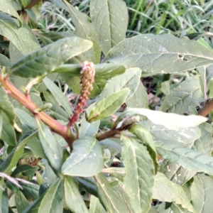 Phytolacca octandra at Watson, ACT - 26 May 2023 02:41 PM