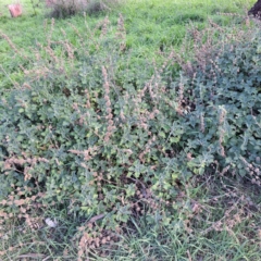 Marrubium vulgare (Horehound) at Watson, ACT - 26 May 2023 by abread111