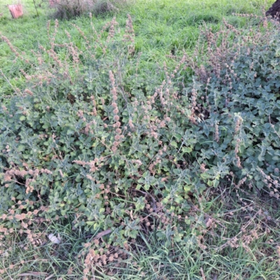 Marrubium vulgare (Horehound) at Watson Woodlands - 26 May 2023 by abread111