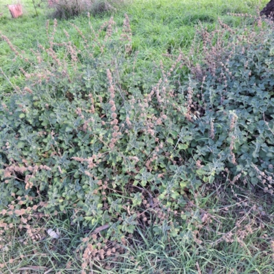 Marrubium vulgare (Horehound) at Watson, ACT - 26 May 2023 by abread111