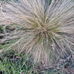 Nassella trichotoma (Serrated Tussock) at Watson, ACT - 26 May 2023 by abread111