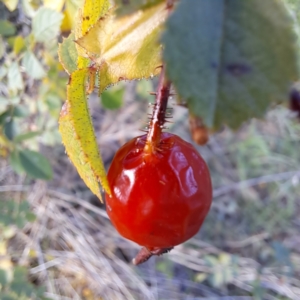 Rosa rubiginosa at Watson, ACT - 26 May 2023