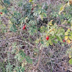 Rosa rubiginosa at Watson, ACT - 26 May 2023 02:42 PM