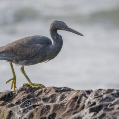 Egretta sacra (Eastern Reef Egret) at Eden, NSW - 8 May 2023 by trevsci