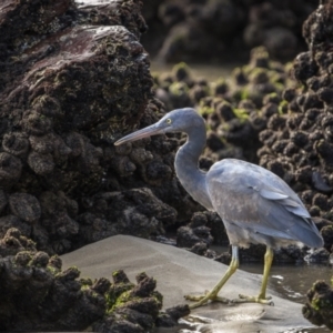 Egretta sacra at Eden, NSW - 8 May 2023