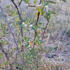 Pyracantha fortuneana (Firethorn) at Watson, ACT - 26 May 2023 by abread111