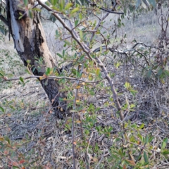 Pyracantha fortuneana at Watson, ACT - 26 May 2023