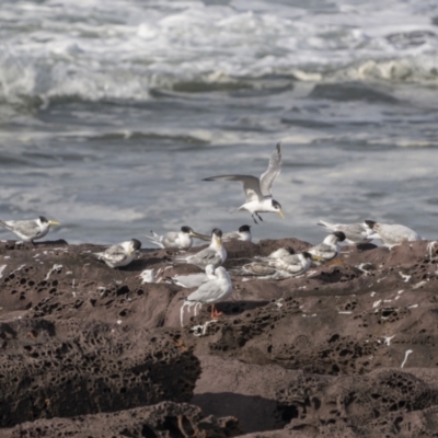 Thalasseus bergii (Crested Tern) at Ben Boyd National Park - 8 May 2023 by trevsci