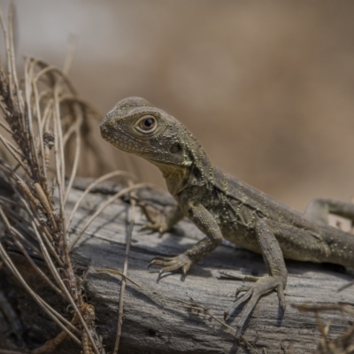 Intellagama lesueurii howittii (Gippsland Water Dragon) at Bega River Bioblitz - 28 Apr 2023 by trevsci