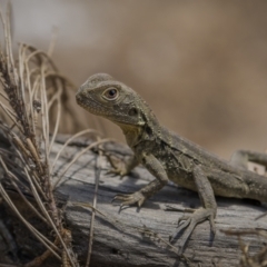 Intellagama lesueurii howittii (Gippsland Water Dragon) at Bega, NSW - 28 Apr 2023 by trevsci