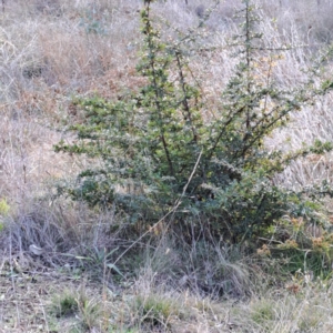 Pyracantha angustifolia at Watson, ACT - 26 May 2023