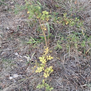 Rosa rubiginosa at Watson, ACT - 26 May 2023