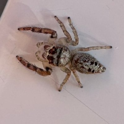 Opisthoncus grassator (Jumping spider) at Kingston, ACT - 24 May 2023 by LisaH