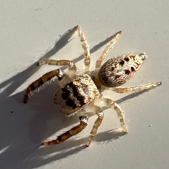 Opisthoncus grassator at Kingston, ACT - 24 May 2023