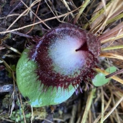 Corysanthes hispida (Bristly Helmet Orchid) at Bungonia, NSW - 10 May 2023 by AJB